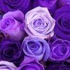 damoyas_closet